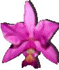 orchid